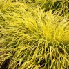 Landscape Plants>Roger's Gardens Acorus 'Ogon' - Acorus Ogon - 1 Gallon