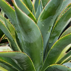 Landscape Plants>Roger's Gardens Agave 'Fountain Surprise' - Fountain Surprise Agave - 2 Gallon