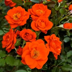 Roses>Roger's Gardens All A Twitter - 3 Gallon