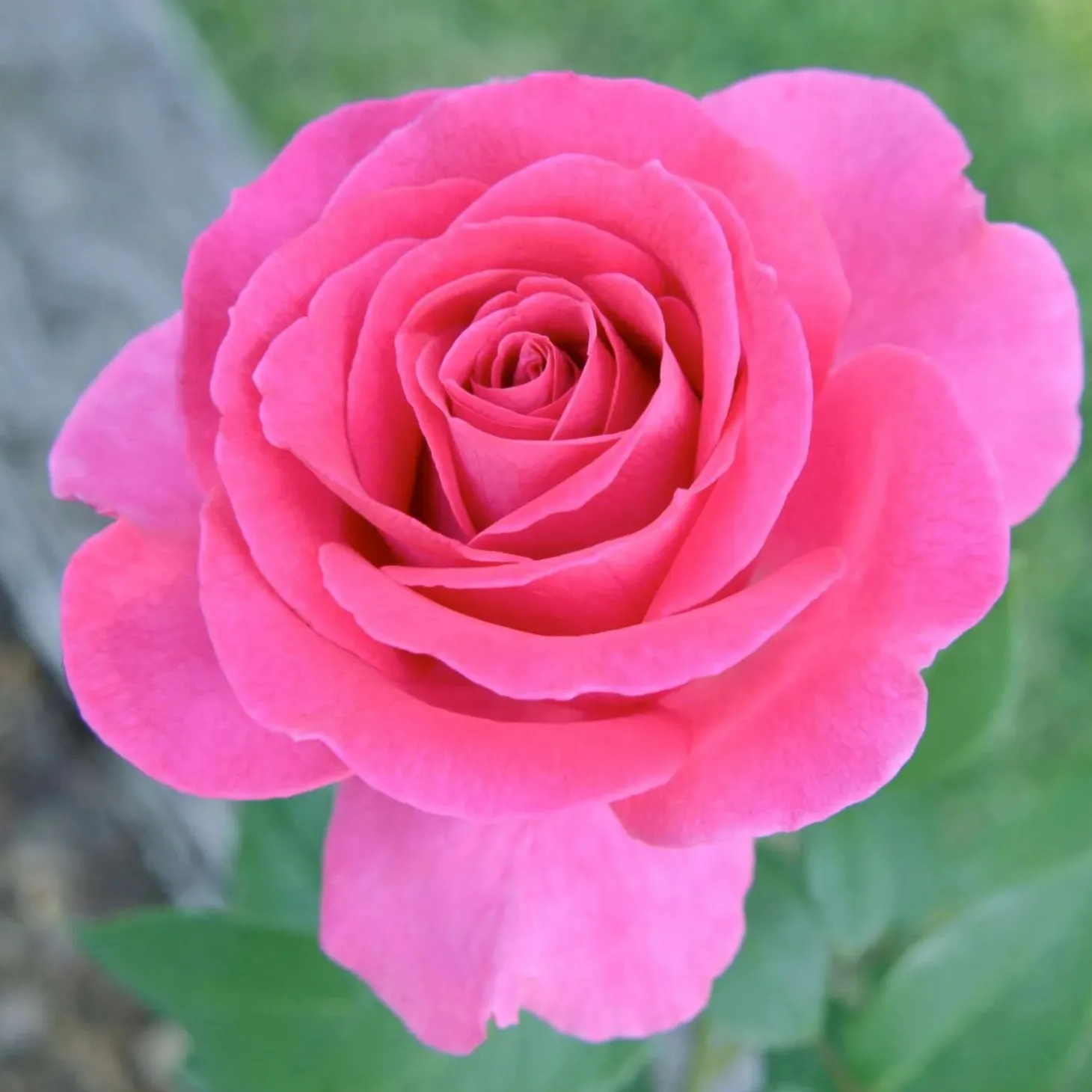 Roses>Roger's Gardens All My Loving - 5 Gallon