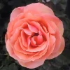 Roses>Roger's Gardens Anna's Promise- 5 Gallon