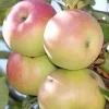 Fruit Trees>Roger's Gardens Apple 'Beverly Hills' - Semi-Dwarf - #15 Gallon