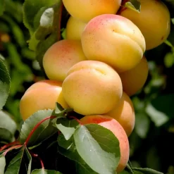 Fruit Trees>Roger's Gardens Apricot 'Katy' - Std.Root - #5 Gallon