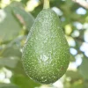 Fruit Trees>Roger's Gardens Avocado 'Edranol' - #5 Gallon