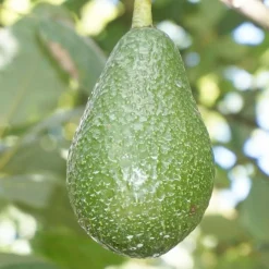 Fruit Trees>Roger's Gardens Avocado 'Edranol' - #5 Gallon