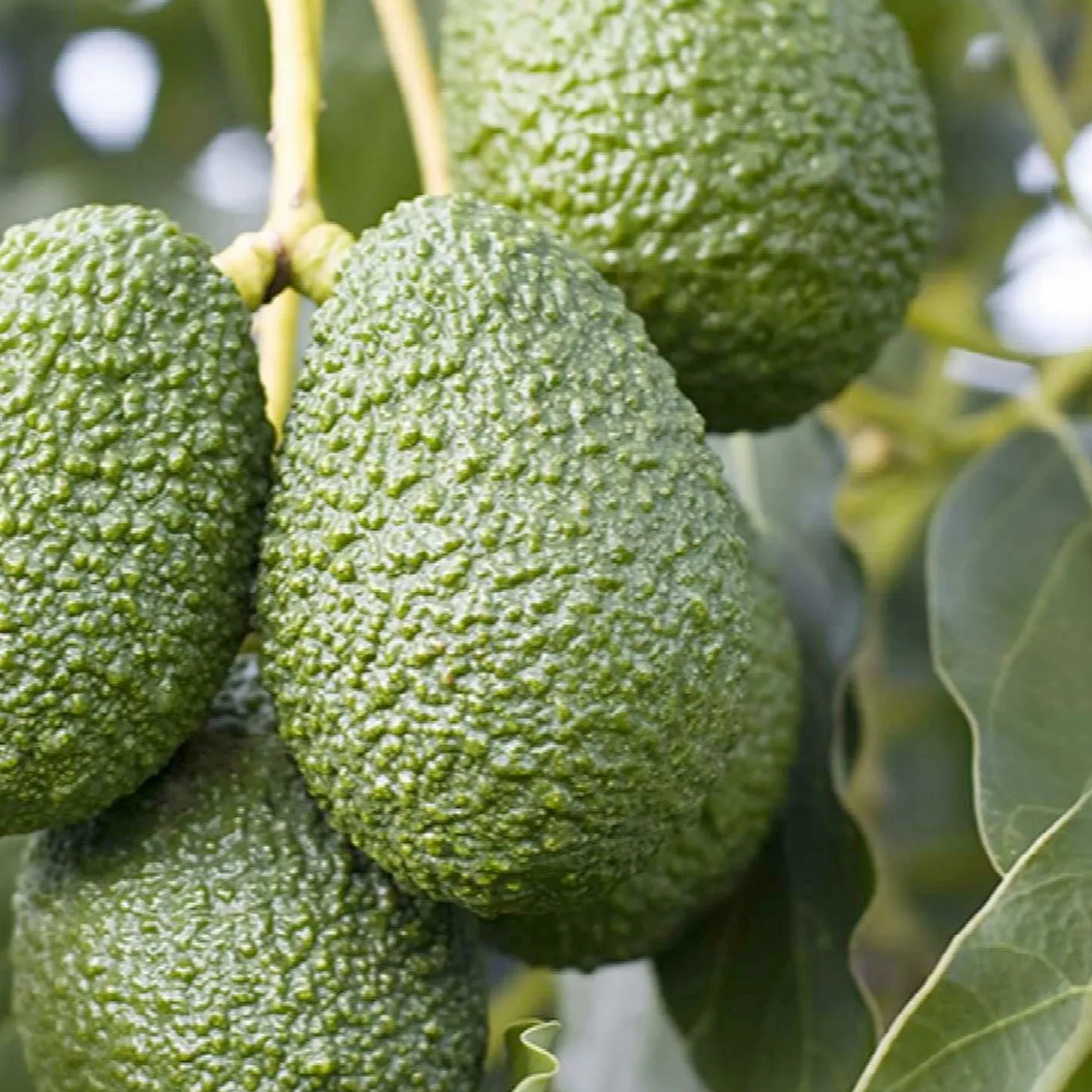 Fruit Trees>Roger's Gardens Avocado 'Lamb Hass' - #5 Gallon
