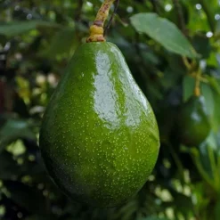 Landscape Plants>Roger's Gardens Avocado 'sir Prize' - #5 Gallon