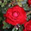 Roses>Roger's Gardens Black Cherry - 5 Gallon