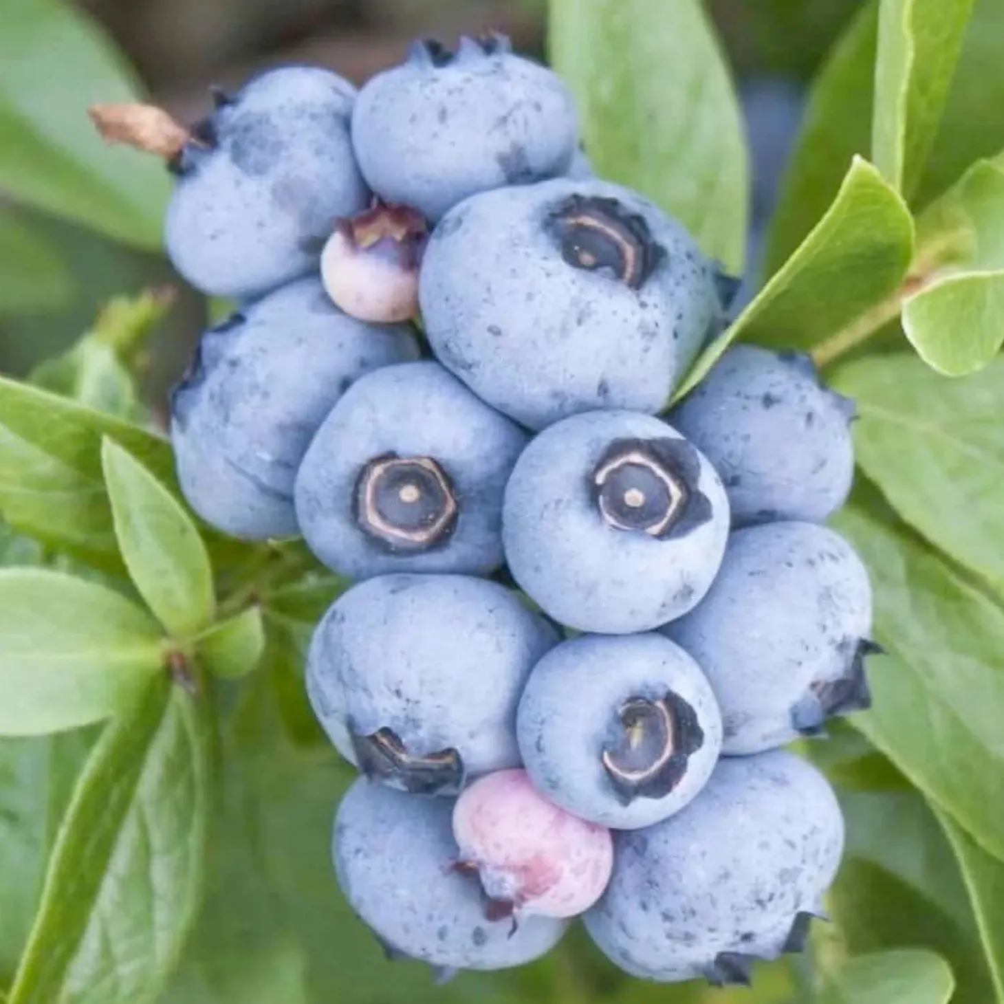 Fruit Trees>Roger's Gardens Blueberry 'Emerald' - #2 Gallon