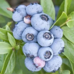 Fruit Trees>Roger's Gardens Blueberry 'Emerald' - #5 Gallon