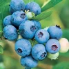 Fruit Trees>Roger's Gardens Blueberry 'Jubilee' - #2 Gallon