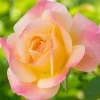 Roses>Roger's Gardens Bright & Shinny - 5 Gallon