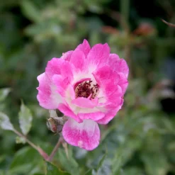 Roses>Roger's Gardens Brilliant Pink Iceberg - 5 Gallon
