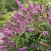 Landscape Plants>Roger's Gardens Buddleja 'Flby Petite Pink'® Pp - Tutti Fruitti Pink Butterfly Bush 2 Gallon