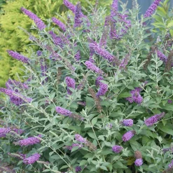 Landscape Plants>Roger's Gardens Buddleja 'Miss Violet' Pp - Miss Violet Butterfly Bush - 5 Gallon