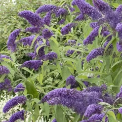 Landscape Plants>Roger's Gardens Buddleja 'True Blue' Pp - Butterfly Bush - 2 Gallon