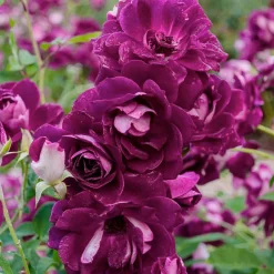 Roses>Roger's Gardens Burgundy Iceberg 48" Tree - 5 Gallon