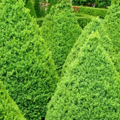 Landscape Plants>Roger's Gardens Buxus 'Green Mountain' - Green Mountain Boxwood - 5 Gallon