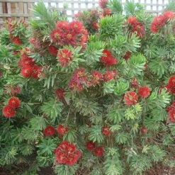 Hummingbird Plants>Roger's Gardens Callistemon 'Little John' - Little John Dwarf Bottlebrush - 2 Gallon