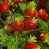 Landscape Plants>Roger's Gardens Callistemon 'Little John' - Little John Dwarf Bottlebrush - 1 Gallon