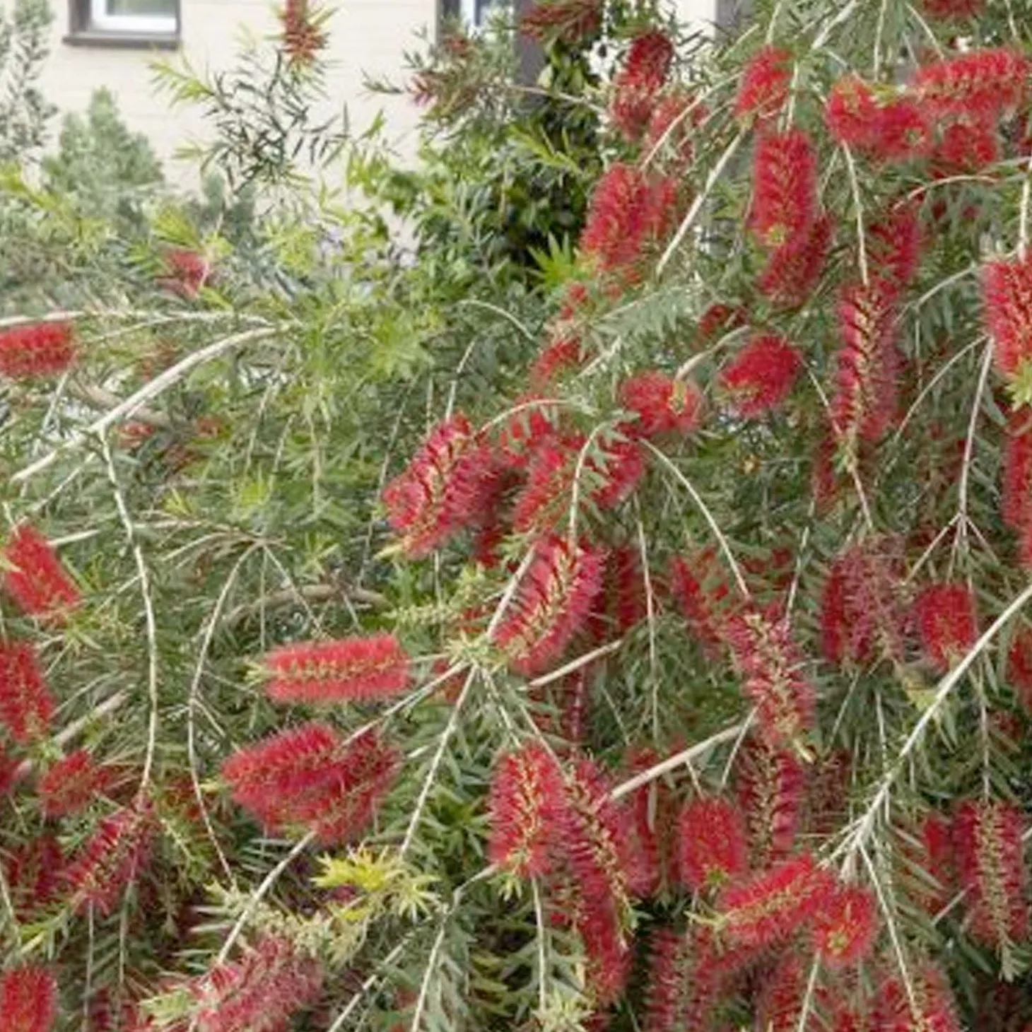 Landscape Plants>Roger's Gardens Callistemon Viminalis 'slim'™ - Slim Bottlebrush - 5 Gallon