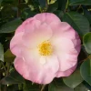 Landscape Plants>Roger's Gardens Camellia 'April Remembered'® - April Remembered Ice Angels Camellia - 5 Gallon