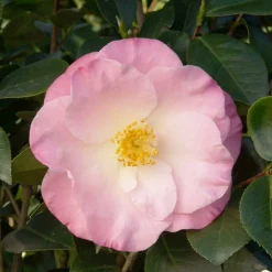 Landscape Plants>Roger's Gardens Camellia 'April Remembered'® - April Remembered Ice Angels Camellia - 5 Gallon