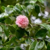 Landscape Plants>Roger's Gardens Camellia Japonica 'Debutante' - Debutante Camellia - 2 Gallon