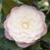 Landscape Plants>Roger's Gardens Camellia 'Nuccio's Pearl' - Nuccio's Pearl Camellia - 7 Gallon