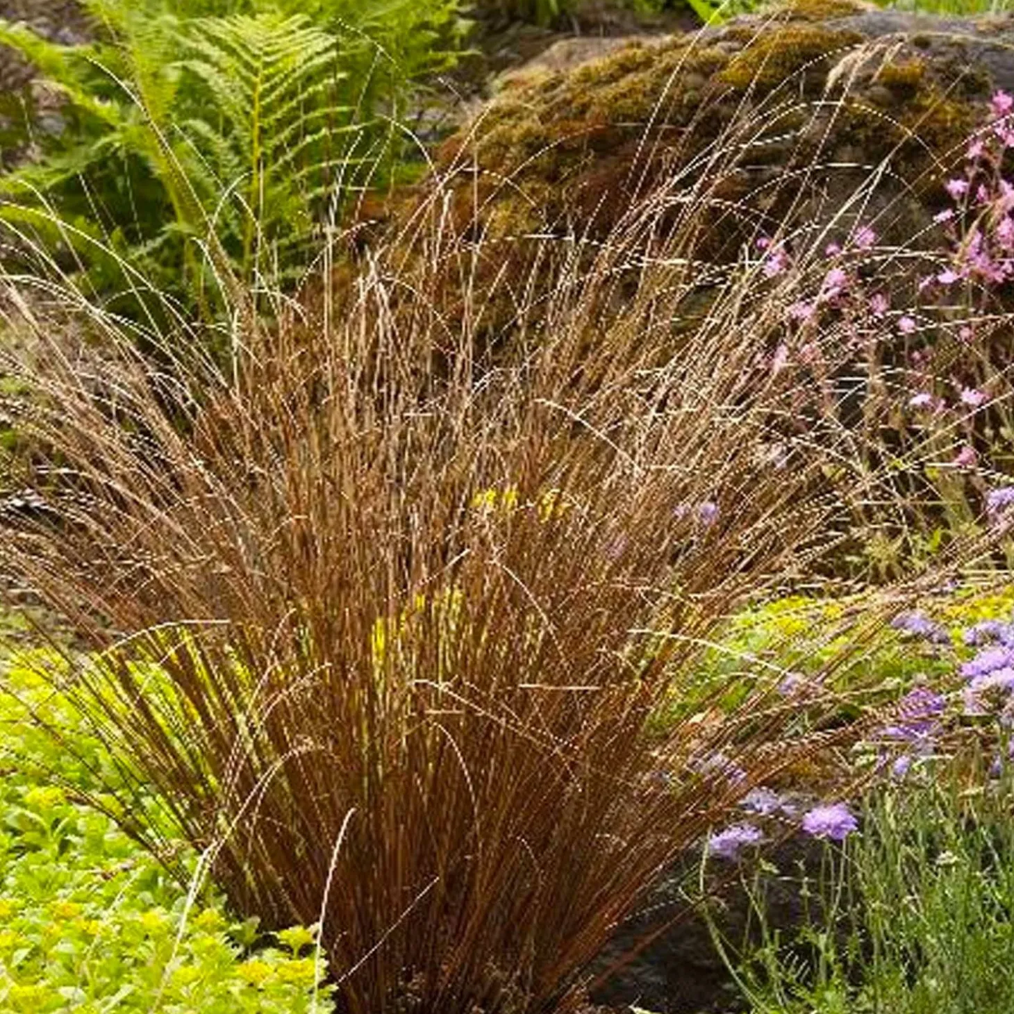 Landscape Plants>Roger's Gardens Carex Buchananii - Fox Red Curly Sedge - 1 Gallon