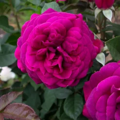 Roses>Roger's Gardens Celestial Night - 5 Gallon