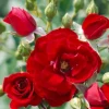 Roses>Roger's Gardens Cherry Frost - 5 Gallon