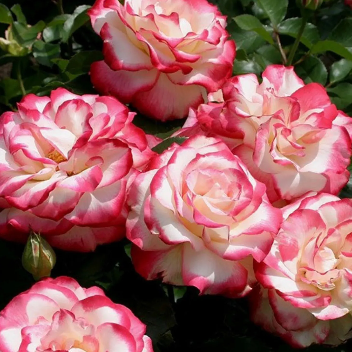 Roses>Roger's Gardens Cherry Parfait - 5 Gallon