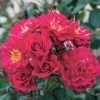Roses>Roger's Gardens Children's Hope - 5 Gallon