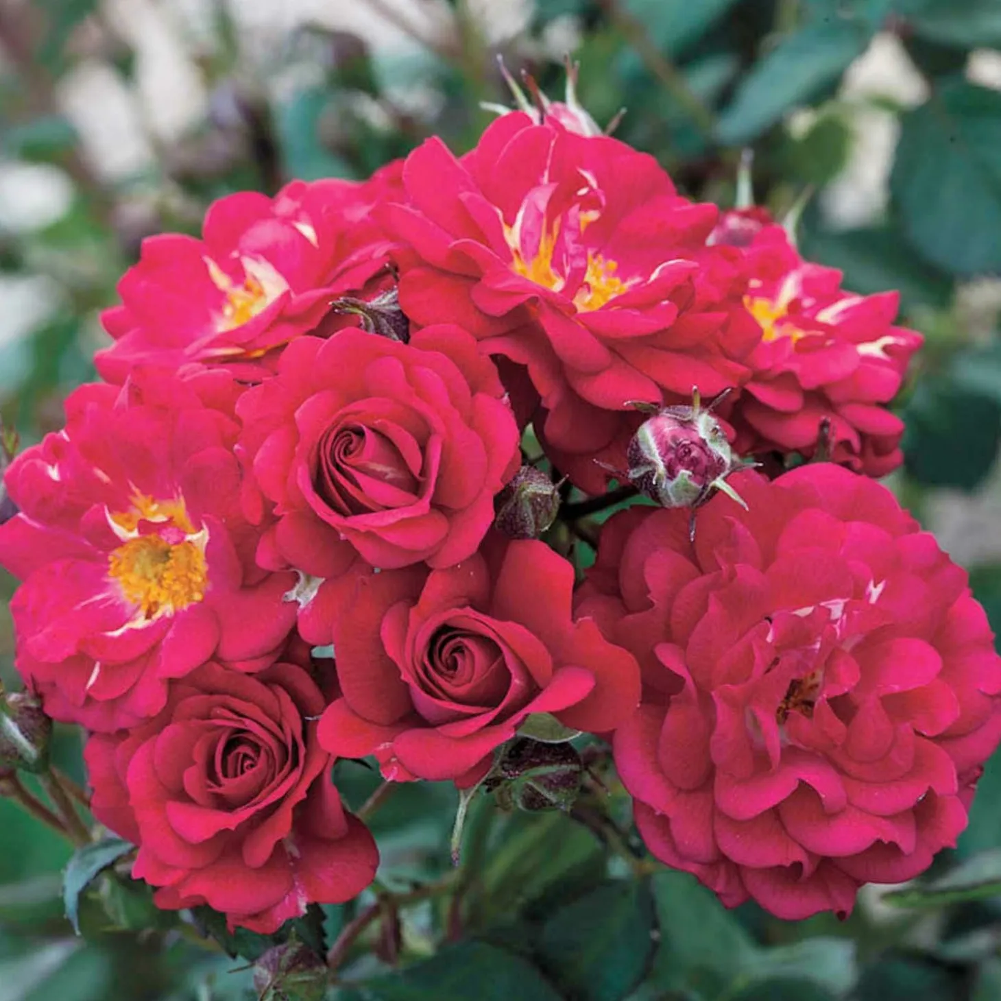 Roses>Roger's Gardens Children's Hope - 5 Gallon