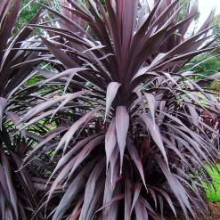 Landscape Plants>Roger's Gardens Cordyline 'Burgundy Spire' Pp - Burgundy Spire Dracaena Palm - 5 Gallon