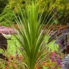 Landscape Plants>Roger's Gardens Cordyline Indivisa - Blue Dracaena Palm - 1 Gallon