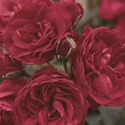 Roses>Roger's Gardens Crimson Sky - 15 Gallon