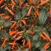 Hummingbird Plants>Roger's Gardens Cuphea 'Cherrybells'