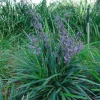 Landscape Plants>Roger's Gardens Dianella Caerulea 'Little Becca'™ Pp - Little Becca Flax Lily - 1 Gallon