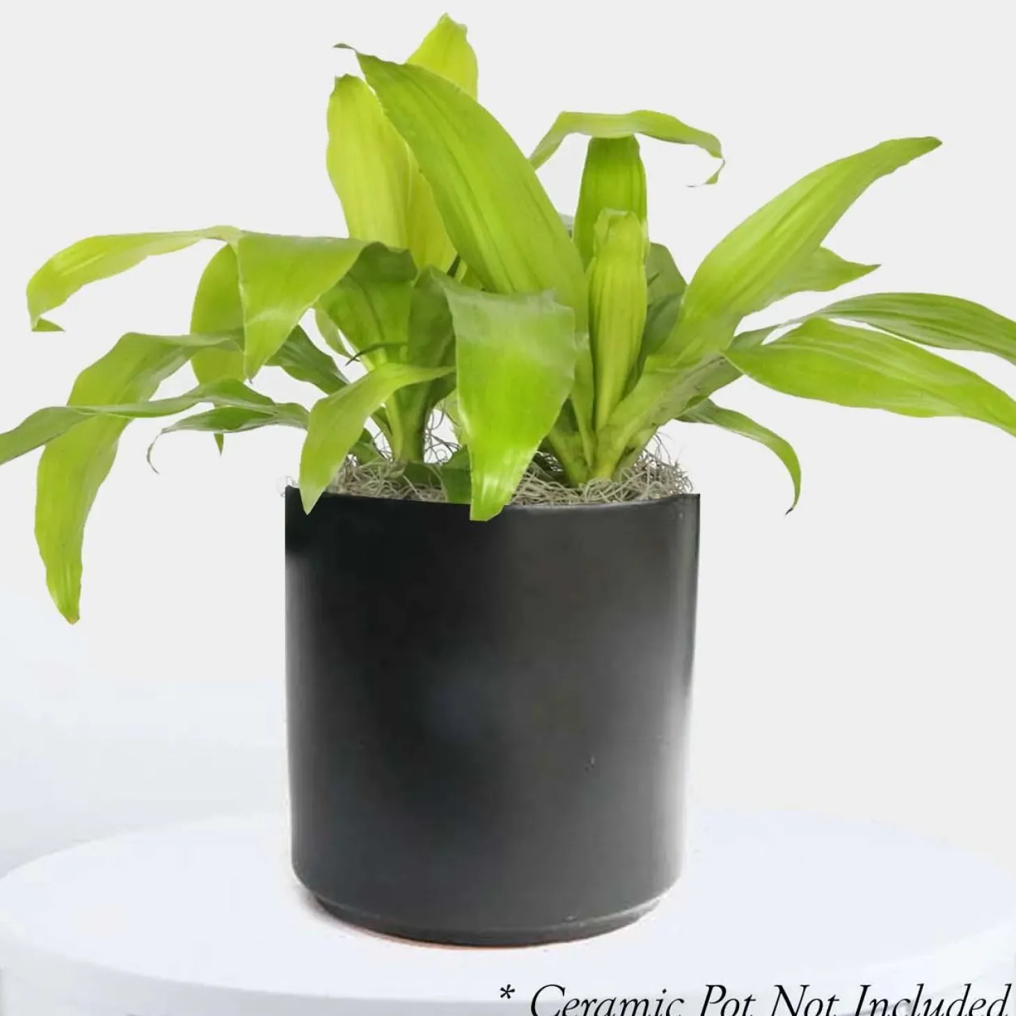 Indoor Plants>Roger's Gardens Dracaena 'Limelight' - 6" Pot