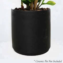 Indoor Plants>Roger's Gardens Dracaena Marginata - 8" Pot