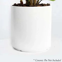 Indoor Plants><noscript><img width=