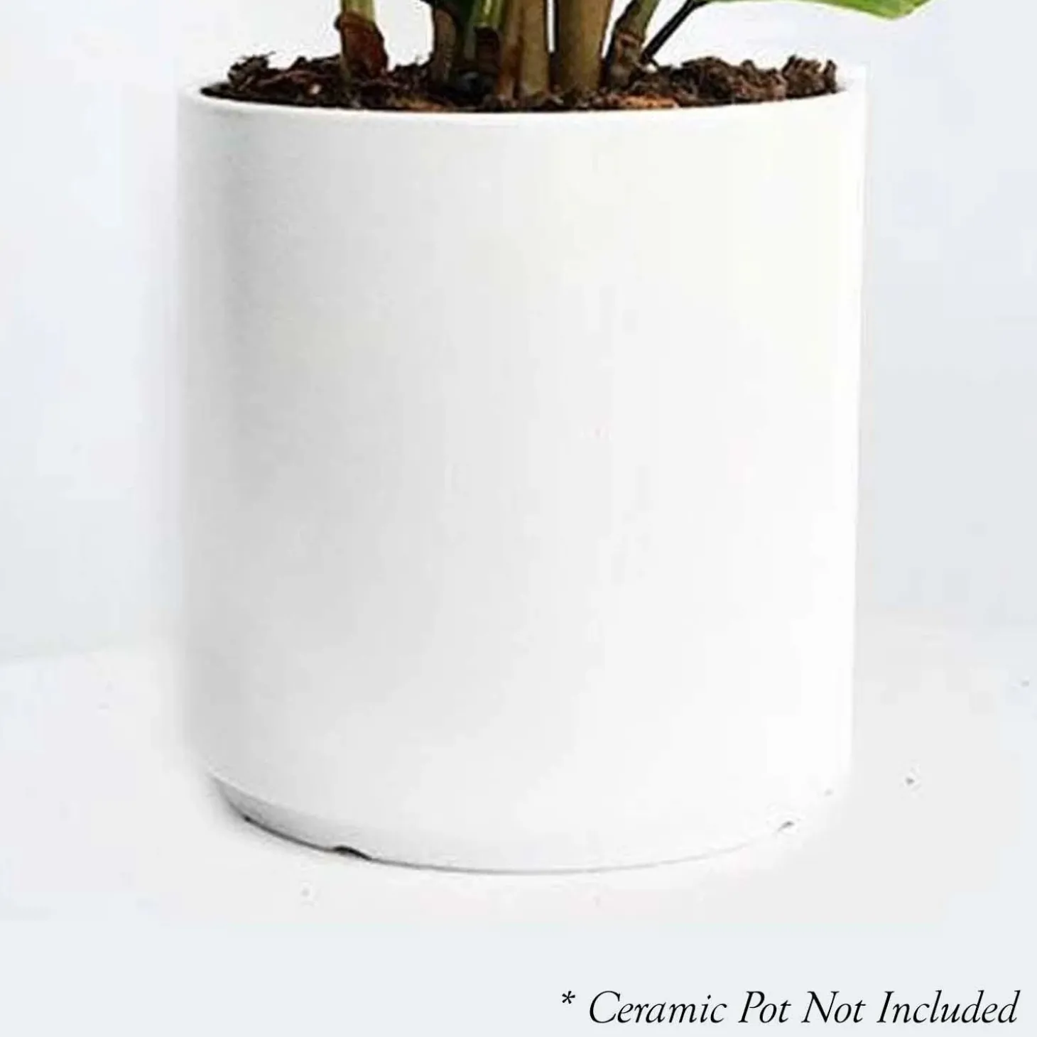 Indoor Plants>Roger's Gardens Dracaena Marginata - 8" Pot