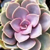 Landscape Plants>Roger's Gardens Echeveria 'Perle Von Nornberg' - Perle Von Nurnberg Echeveria - 1 Gallon