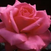 Roses>Roger's Gardens Electron - 5 Gallon