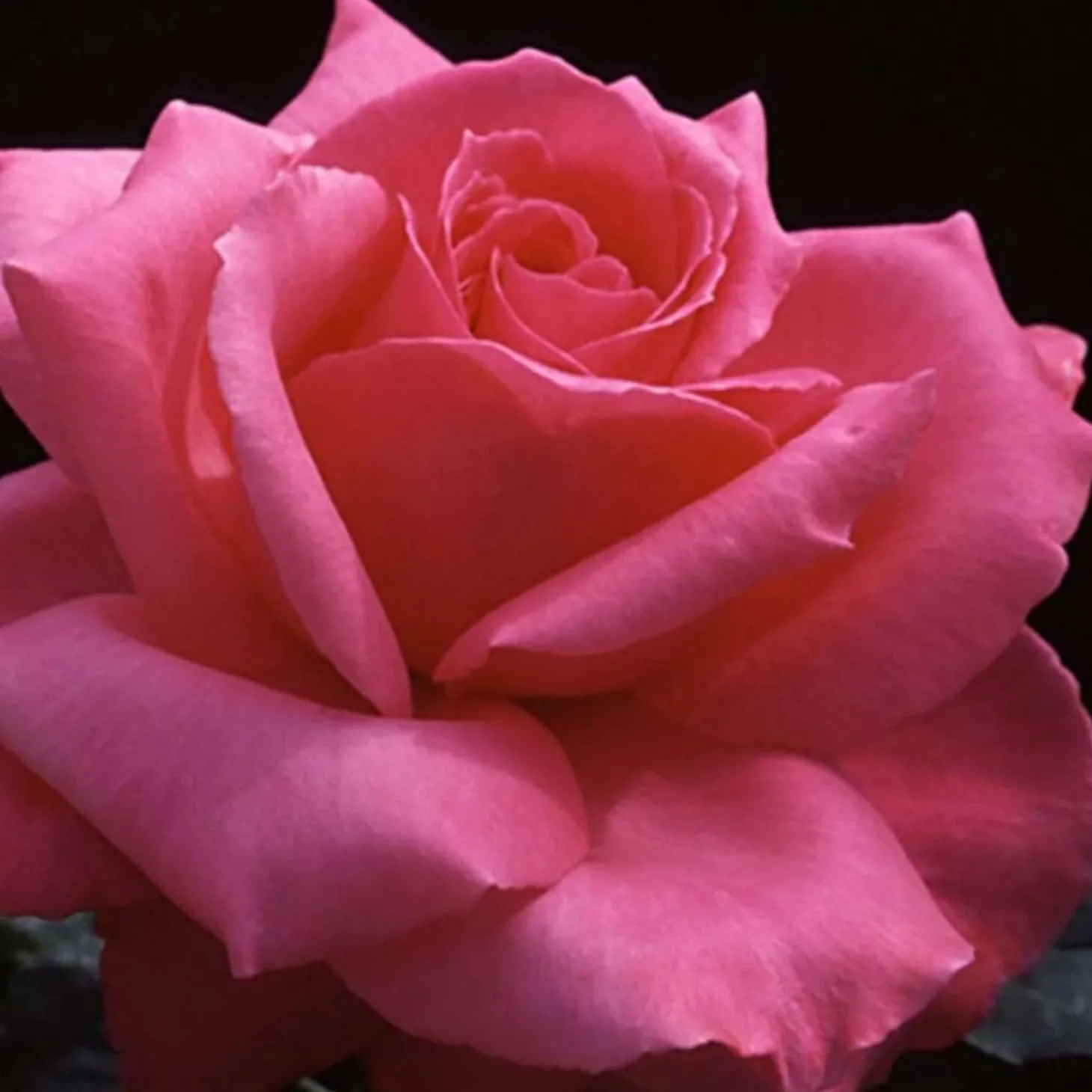 Roses>Roger's Gardens Electron - 5 Gallon