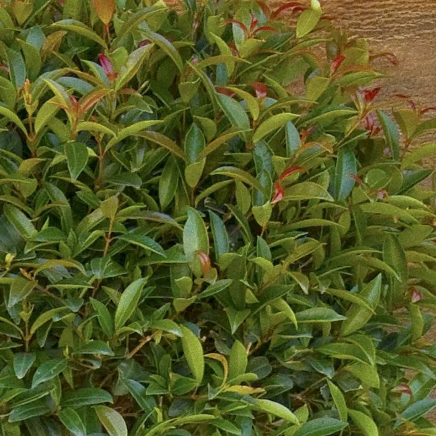 Landscape Plants>Roger's Gardens Eugenia 'Monterey Bay' - Monterey Bay Brush Cherry - 5 Gallon