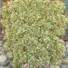 Landscape Plants>Roger's Gardens Euonymous 'Chollipo' - Chollipo Euonymus - 5 Gallon