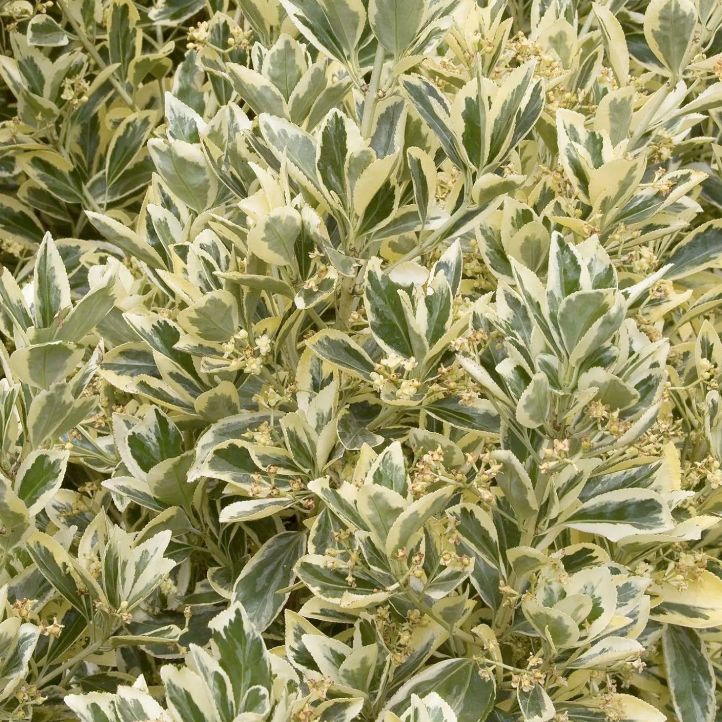 Landscape Plants>Roger's Gardens Euonymous 'silver King' - Silver King Euonymus - 1 Gallon